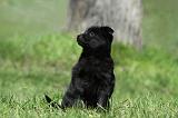 SCHIPPERKE 762